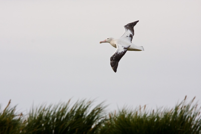 Wandering Albatross In Flight